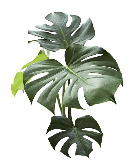 monstera plant leaves