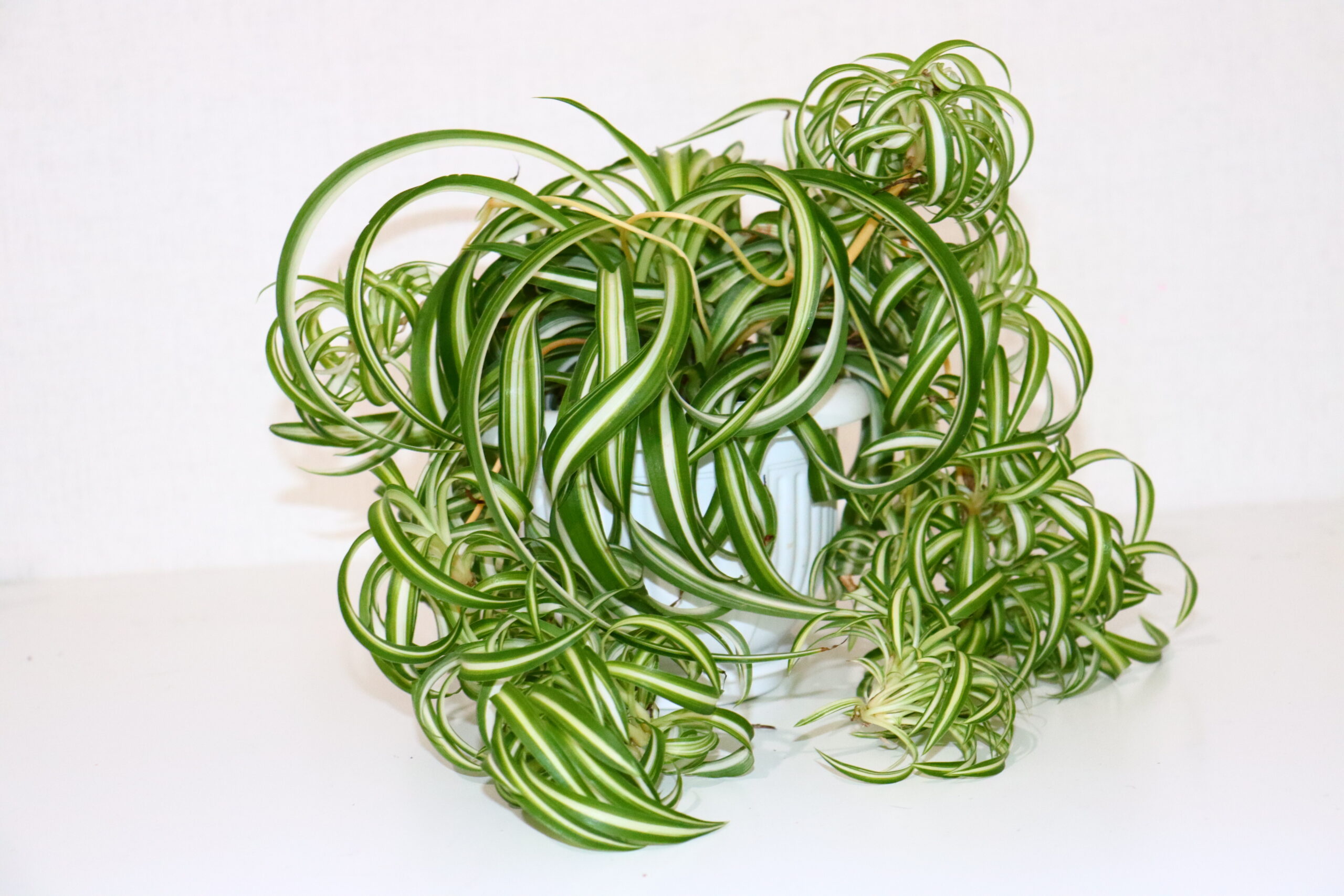 spider plant